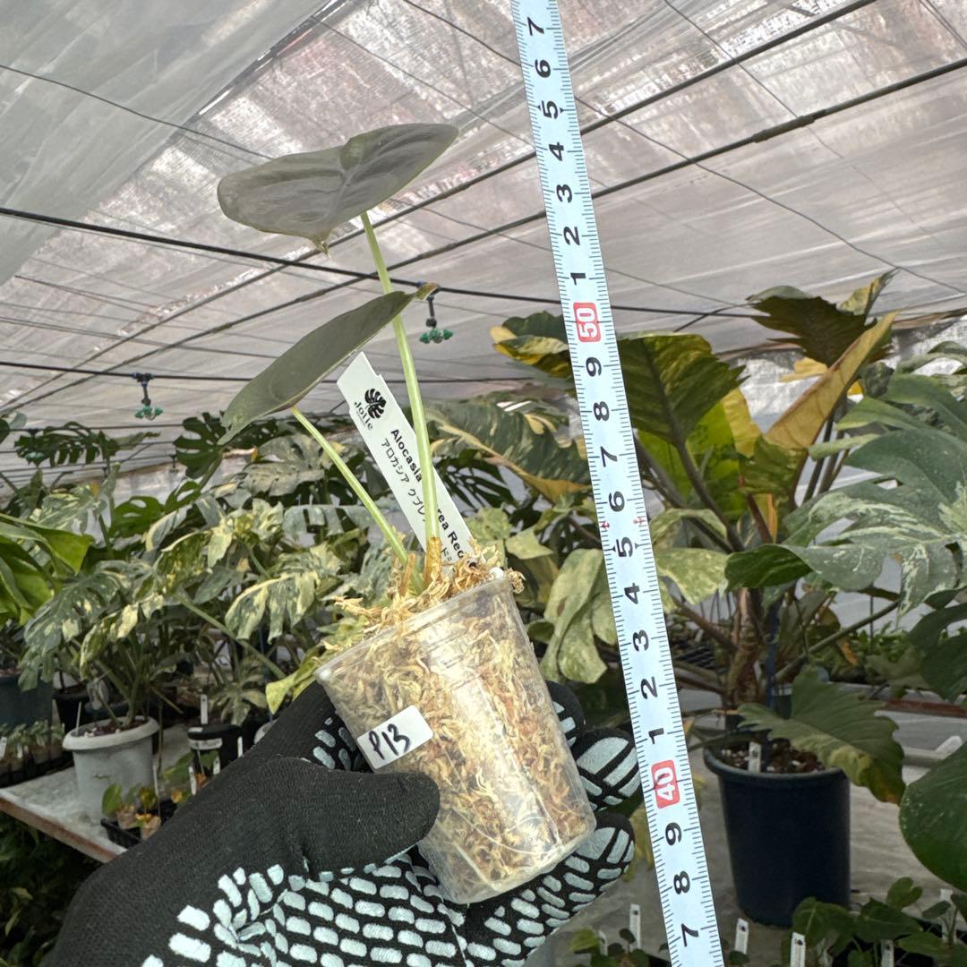 リ*ウ様 アロカシア クプレア “レッドシークレット” ピンク斑入り アロカシア・クプレア・レッドシークレット : r/RareHouseplants
