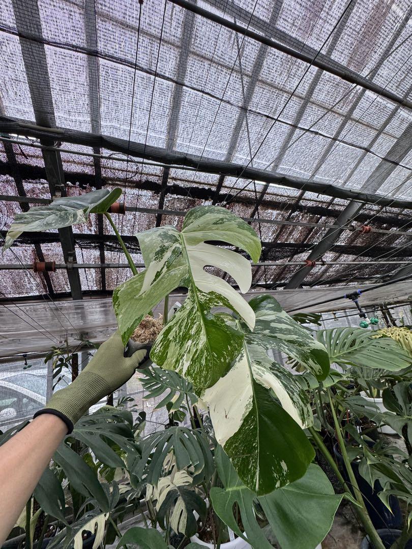 モンステラ　ボルギシアナ　アルボ　白斑　健康美株 モンステラ ボルギシアナ アルボ 白斑 健康カット苗 – JolieNursery