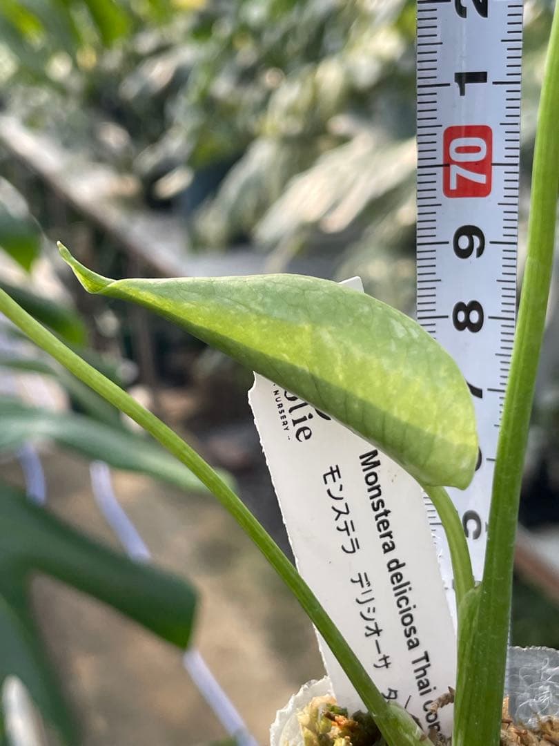 モンステラ デリシオーサ タイコンステレーション厳選斑入り2寸