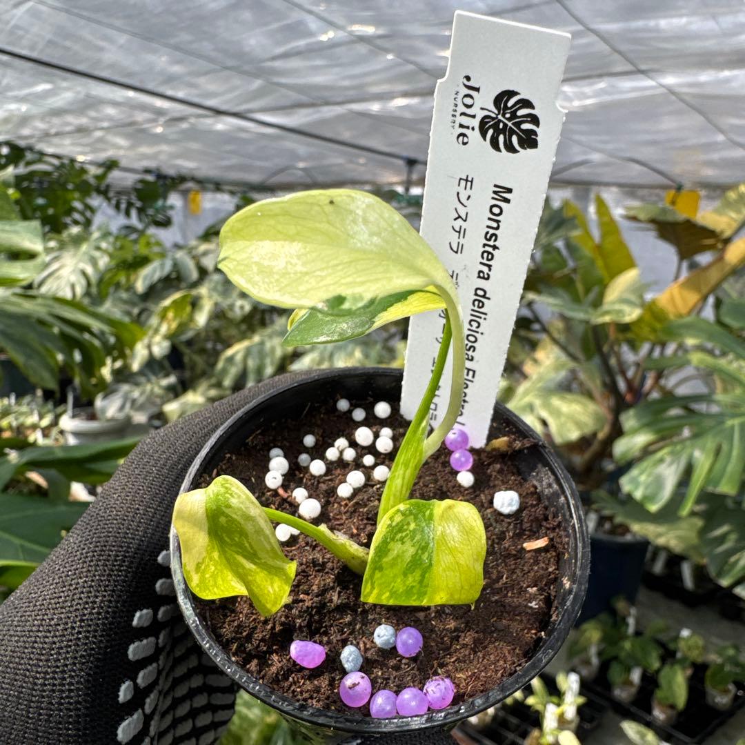 モンステラ エレクトロライト 美斑入り株 2号【鮮やかな斑が際立つ希少個体】