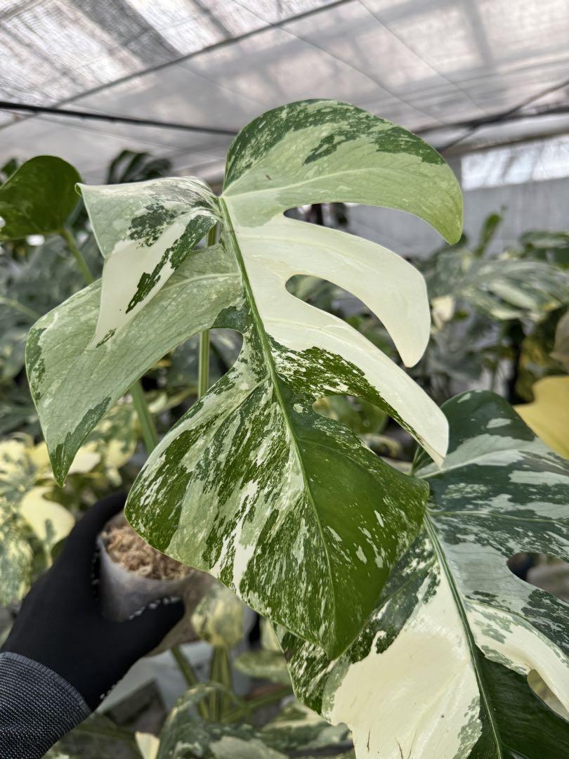 モンステラ ボルギシアナ フルミント 成長点4枚葉っぱカット 健康