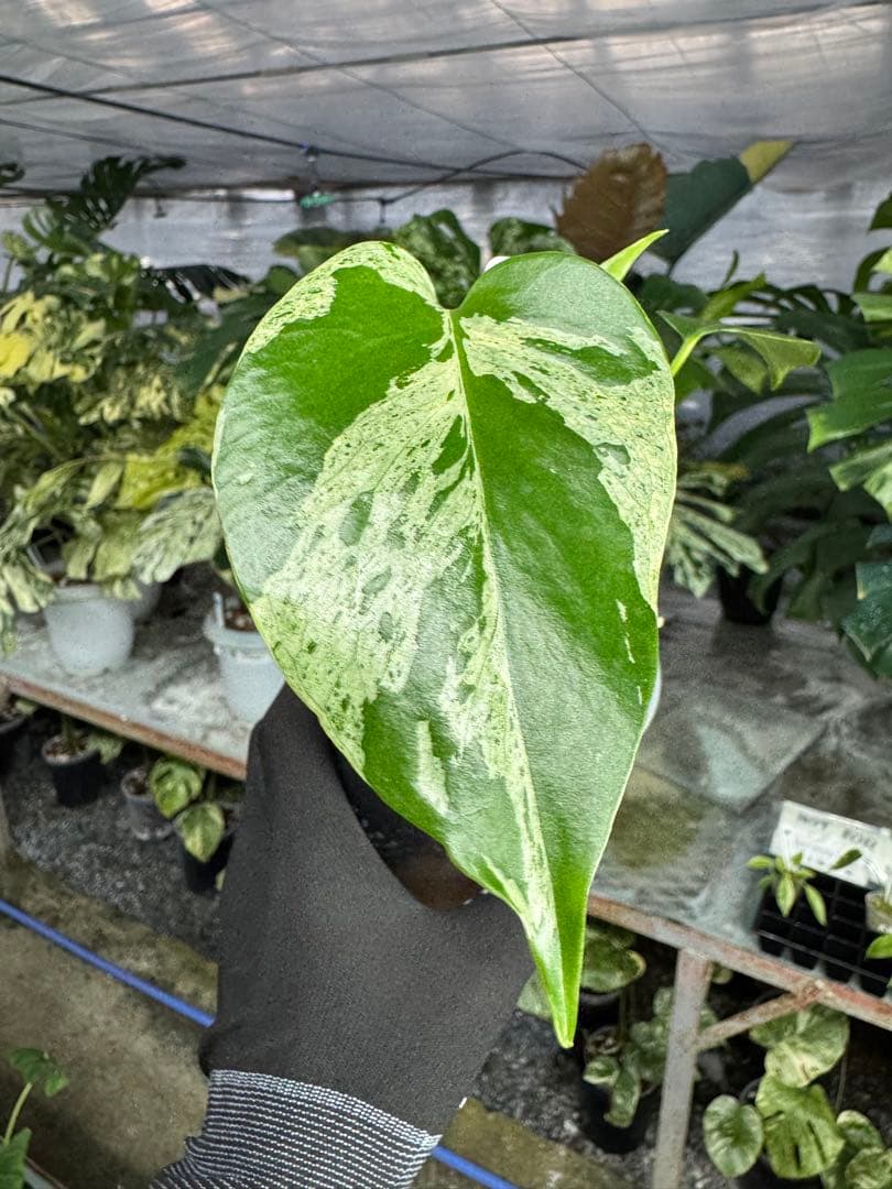 モンステラ　デリシオーサ　ベトシオーサ