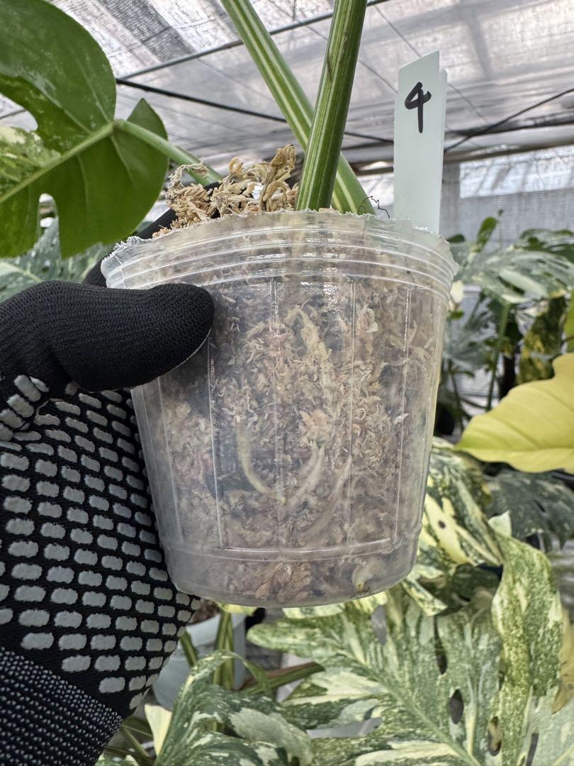 モンステラ ボルギシアナ アルボ 白斑 健康カット苗 – JolieNursery