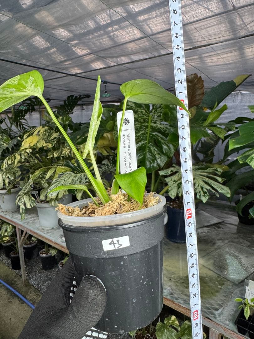 モンステラ　デリシオーサ　ベトシオーサ