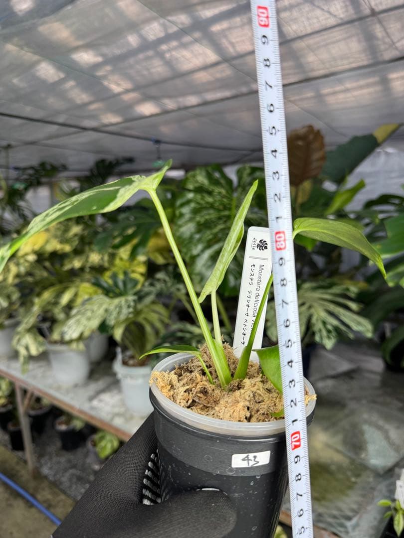 モンステラ　デリシオーサ　ベトシオーサ