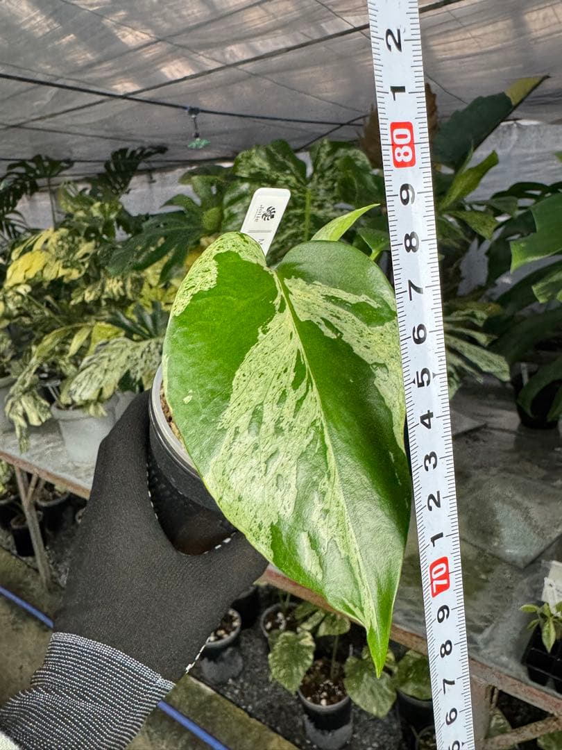 モンステラ　デリシオーサ　ベトシオーサ