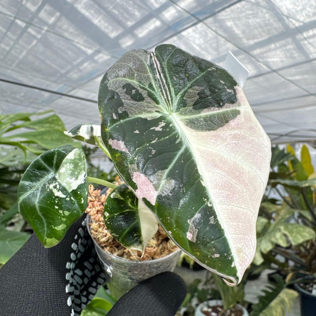 アロカシア ブラックベルベット ピンク 斑入り 2号（2寸ポリポット）【漆黒の葉に映える幻想的なピンク斑】