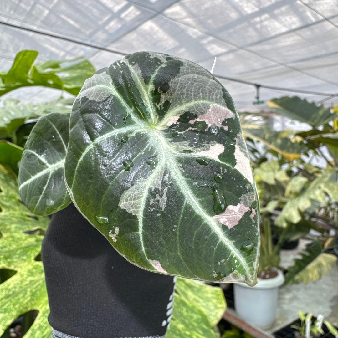 アロカシア ブラックベルベット ピンク 斑入り 2号（2寸ポリポット）【漆黒の葉に映える幻想的なピンク斑】