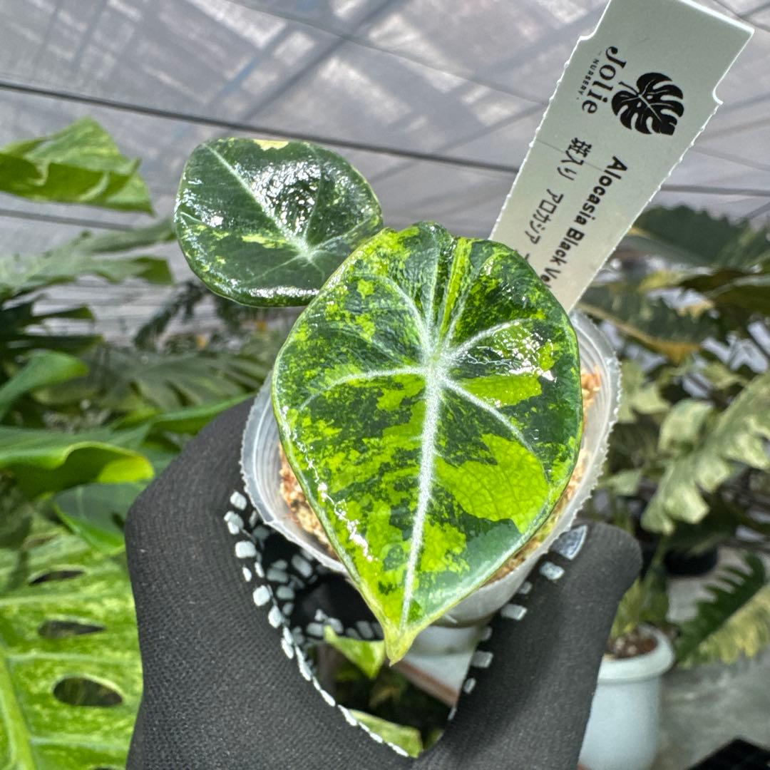 アロカシア ブラックベルベット ゴールド 黄斑入り 2号(2寸ポリポット)【漆黒の葉に映える黄金斑が魅力】