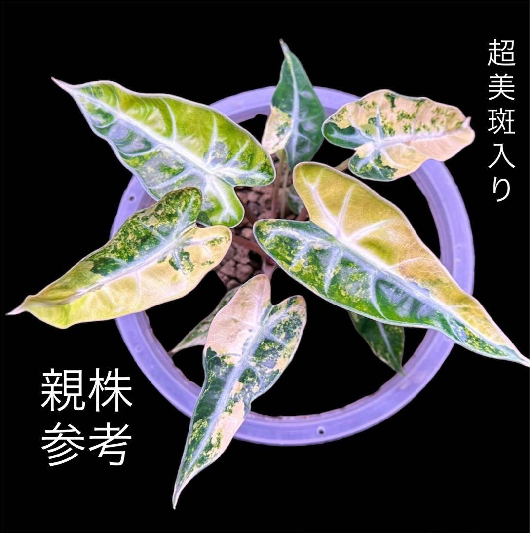 アロカシア バンビーノ オーレア（黄斑入り） | 2号（2寸ポリポット 