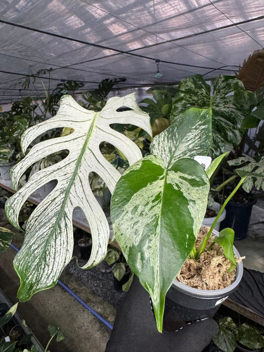 モンステラ　デリシオーサ　ベトシオーサ