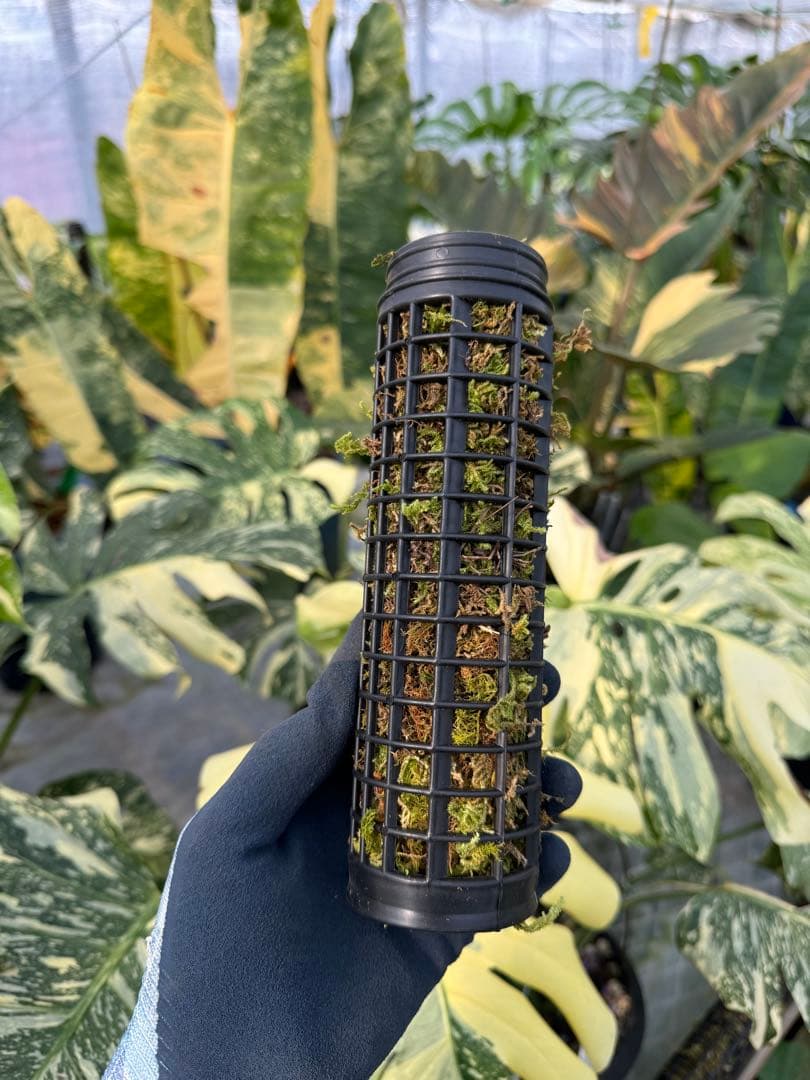 Jolie 水苔付き円柱型モスポール モンステラ支柱 生産プロの秘訣 植物用上り棒 4本セット