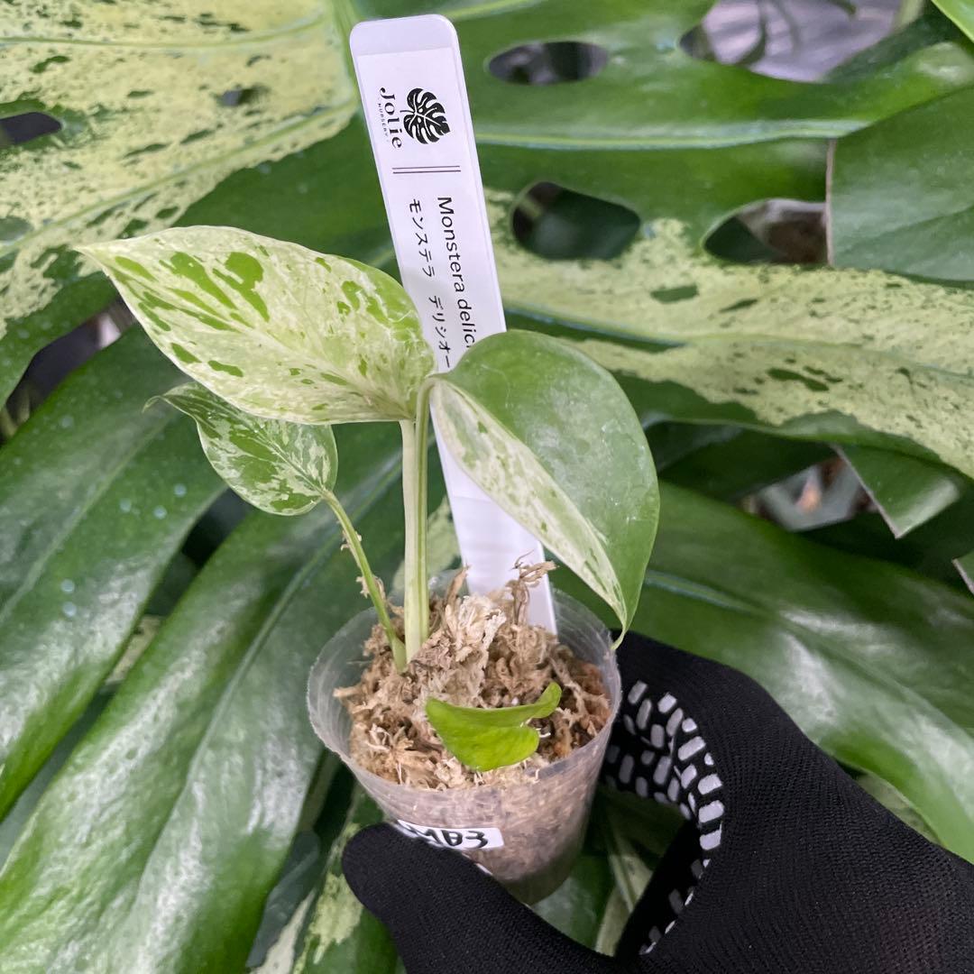 モンステラ　デリシオーサ　ベトシオーサ