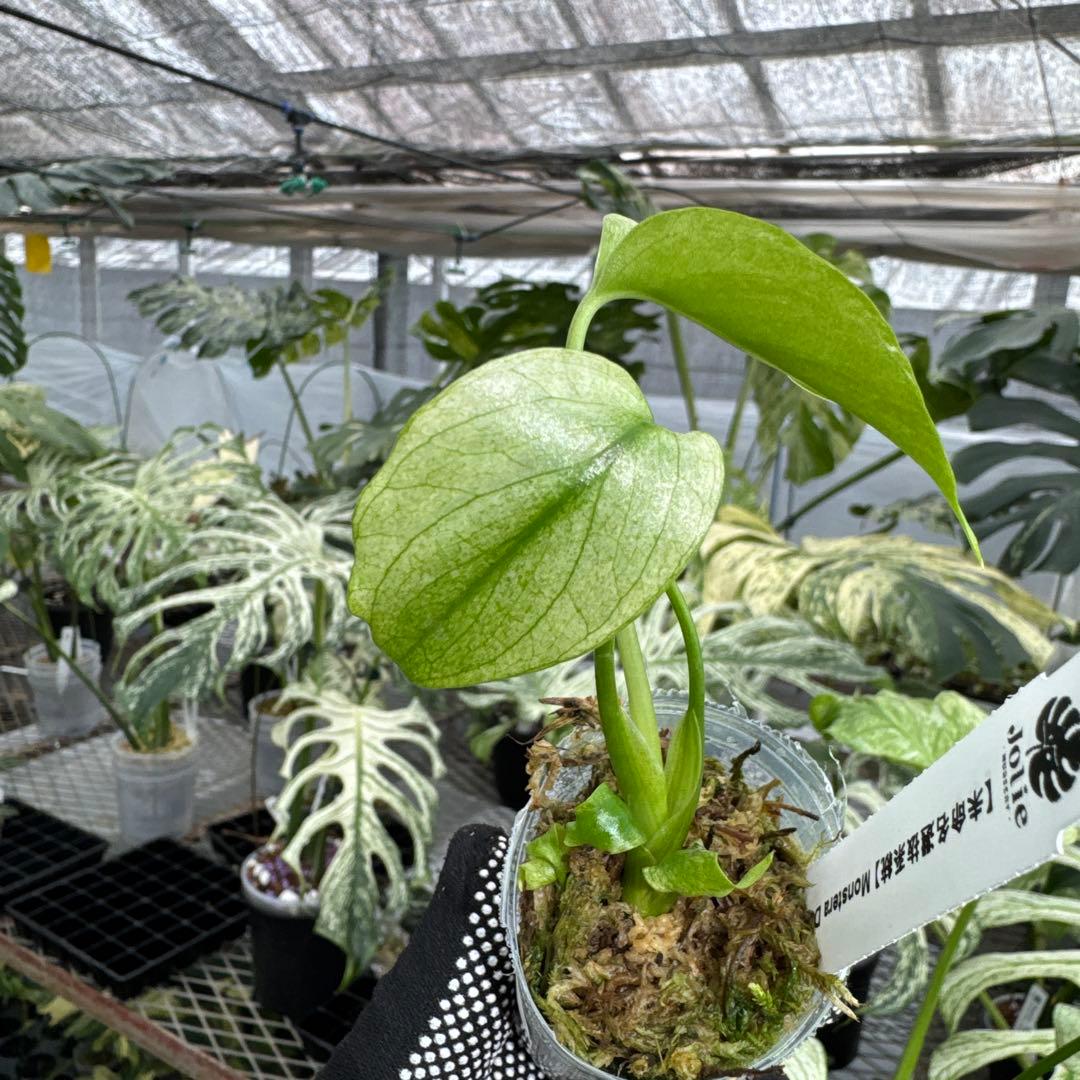 【未命名選抜系統】Monstera Deliciosa 兄弟株参考あり