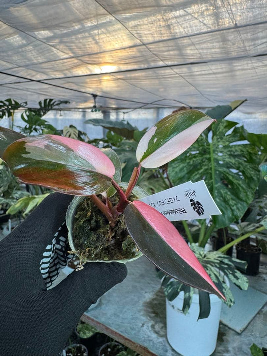 フィロデンドロン　ピンクプリンセス　2寸ポリポット　可愛いサイズ