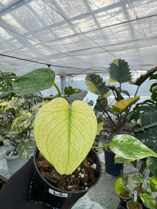 モンステラ デリシオーサ ホワイトモンスター 天津蘭 斑入り 3号 希少種