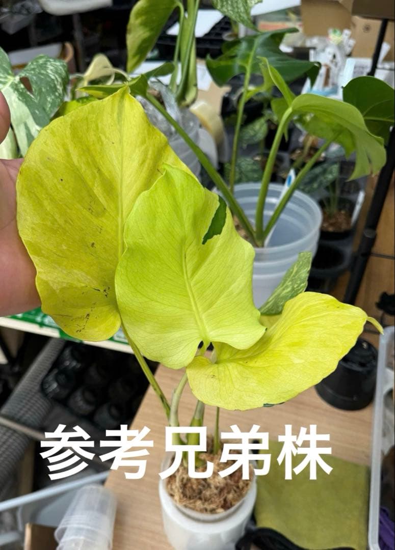 モンステラ エレクトロライト 美斑入り株 2号【鮮やかな斑が際立つ希少個体】