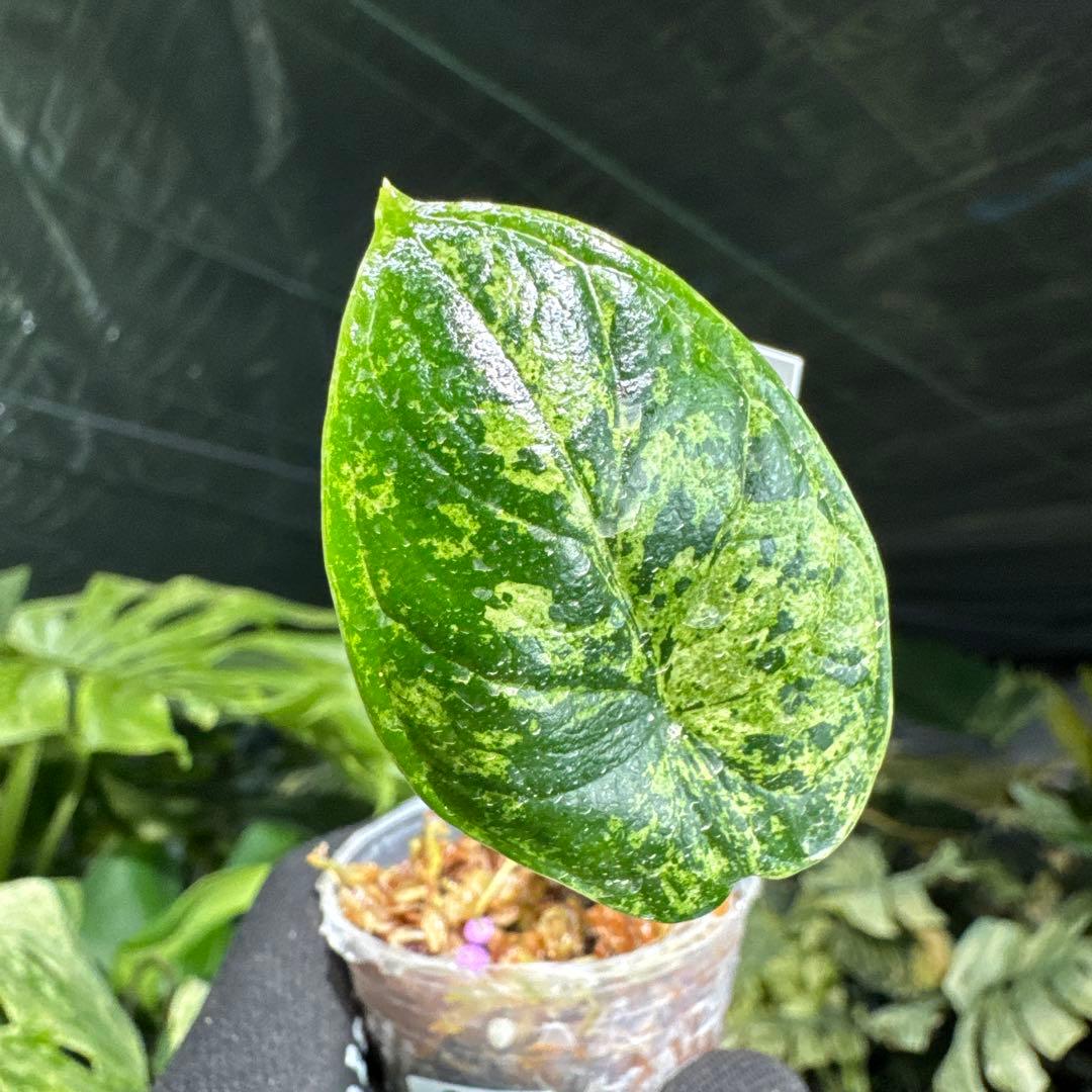 アロカシア ドラゴンスケール ミント 2号 （2寸ポリポット） 斑入り【神秘的なミント斑が美しい希少種】
