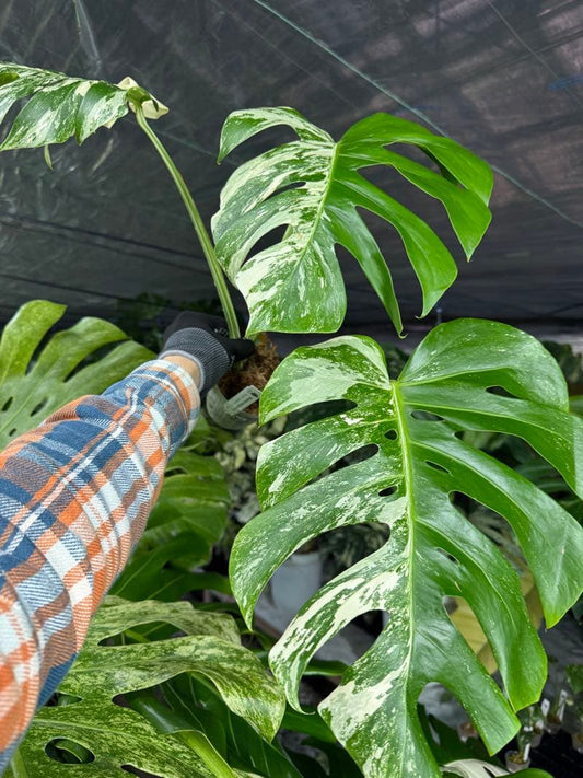 モンステラ　ボルギシアナ　アルボ　ホワイトタイガー斑入り　健康カット苗