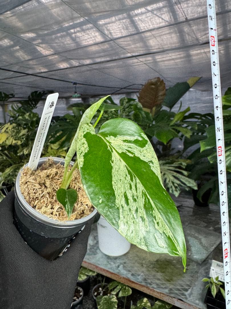 モンステラ　デリシオーサ　ベトシオーサ