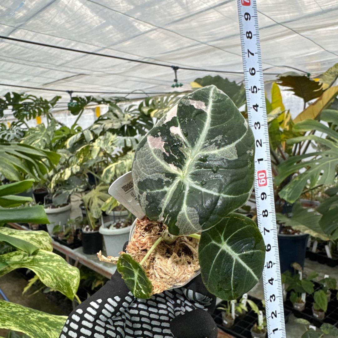 アロカシア ブラックベルベット ピンク 斑入り 2号（2寸ポリポット）【漆黒の葉に映える幻想的なピンク斑】