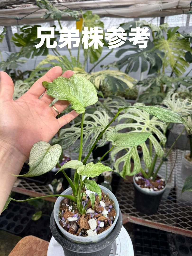 【未命名選抜系統】Monstera Deliciosa 兄弟株参考あり