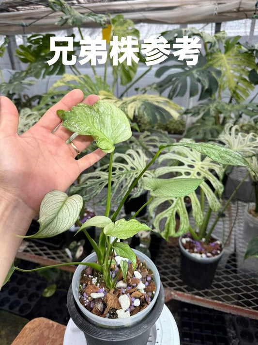 【未命名選抜系統】Monstera Deliciosa 兄弟株参考あり