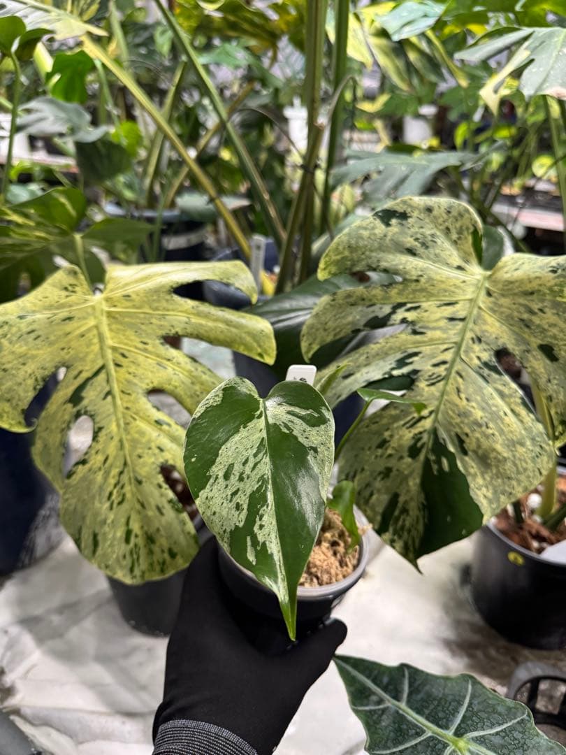 モンステラ デリシオーサ ベトシオーサ – JolieNursery