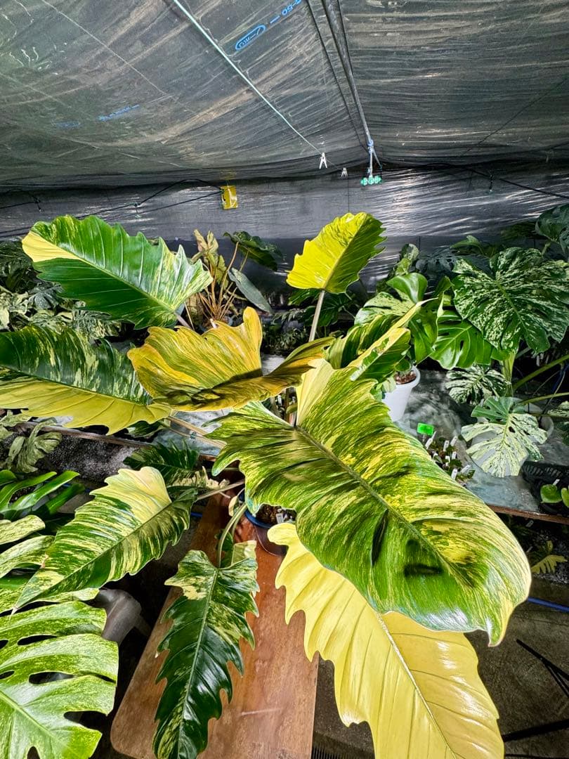 【しっかり株‼️】フィロデンドロン　キャラメルマーブル　斑入り　希少　レア　人気‼️ フィロデンドロン キャラメルマーブル 斑入り 巨大株 見本株