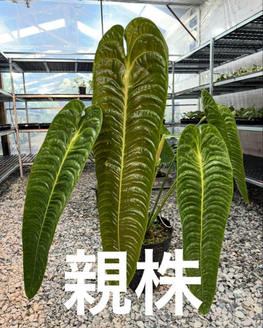 M*i様 アンスリウム　ベイチー アンスリウム ベイチー 組織培養苗 順化済 2寸ポリポット – JolieNursery