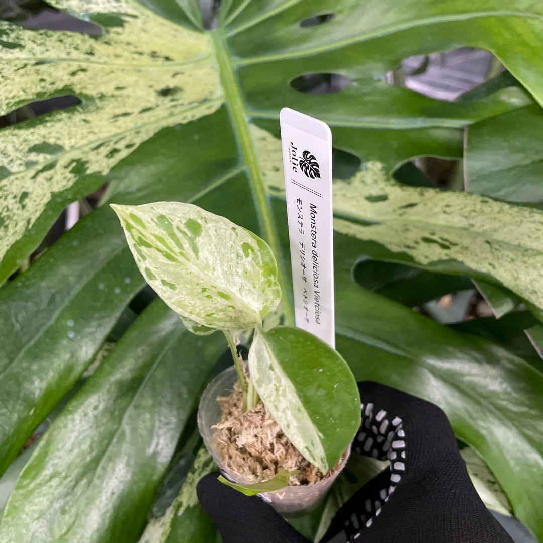 モンステラ　デリシオーサ　ベトシオーサ