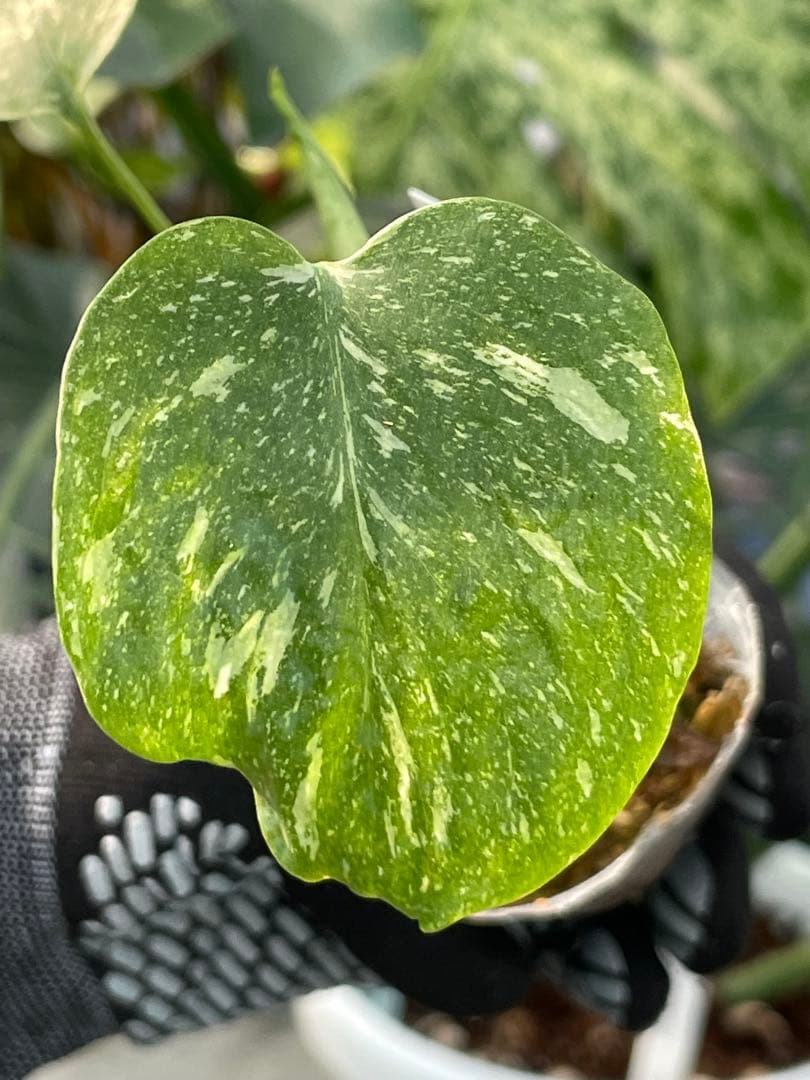 モンステラ デリシオーサ タイコンステレーション厳選斑入り2寸