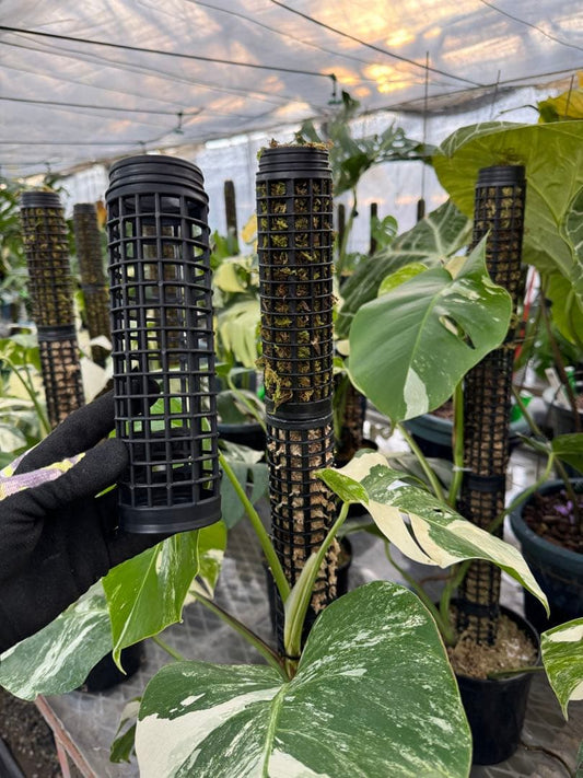 連結式モスポール 20cm／29cm 4本・8本セット｜観葉植物用 支柱 成長促進