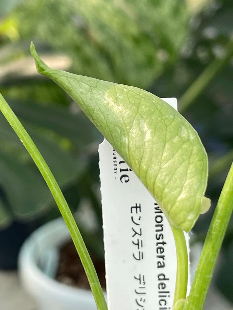 【厳選】モンステラ　デリシオーサタイコンステレーション3号　プレステラロング⑥ セレクト品】モンステラ “タイコンステレーション” 3号プレステラ