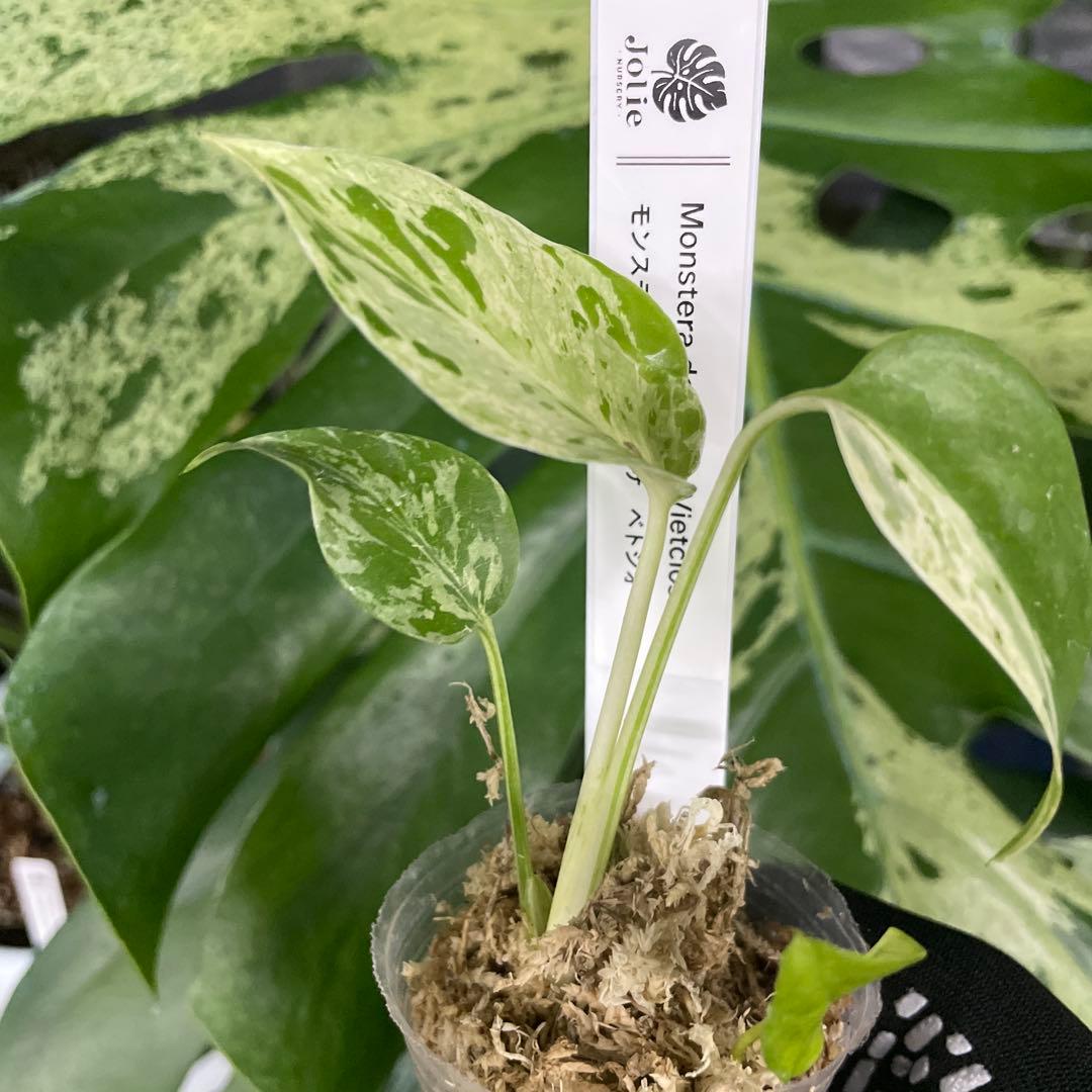 モンステラ デリシオーサ ベトシオーサ – JolieNursery