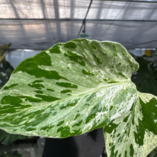 モンステラ　デリシオーサ　ベトシオーサ