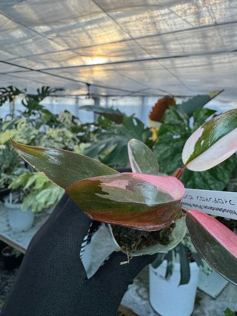 フィロデンドロン　ピンクプリンセス　2寸ポリポット　可愛いサイズ