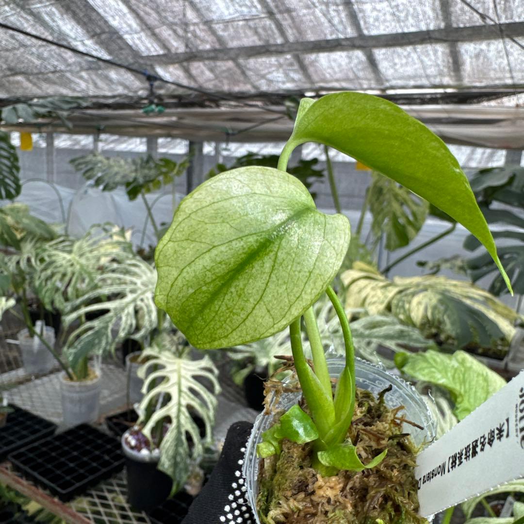 【未命名選抜系統】Monstera Deliciosa 兄弟株参考あり