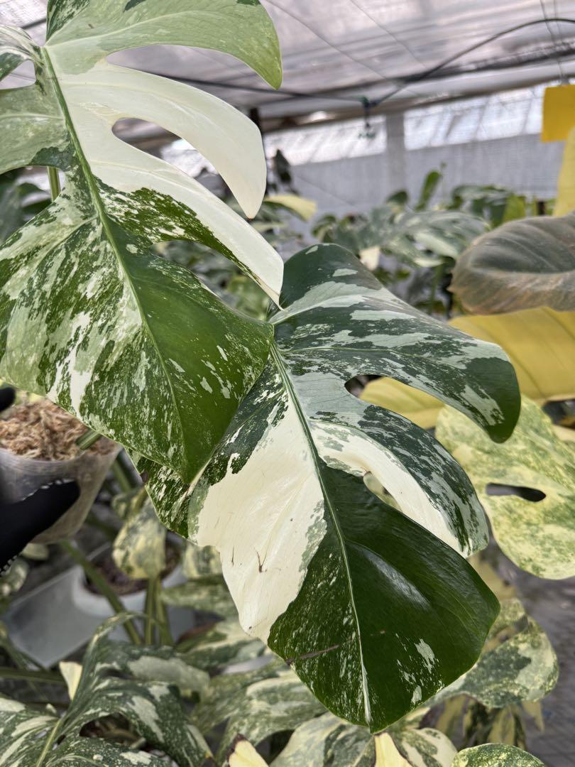 モンステラ ボルギシアナ アルボ 白斑 健康カット苗 – JolieNursery