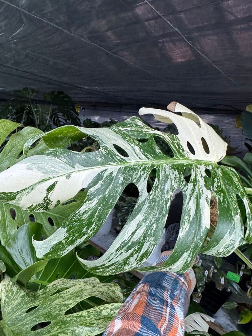 モンステラ ボルギシアナ アルボ ホワイトタイガー斑入り 健康カット苗