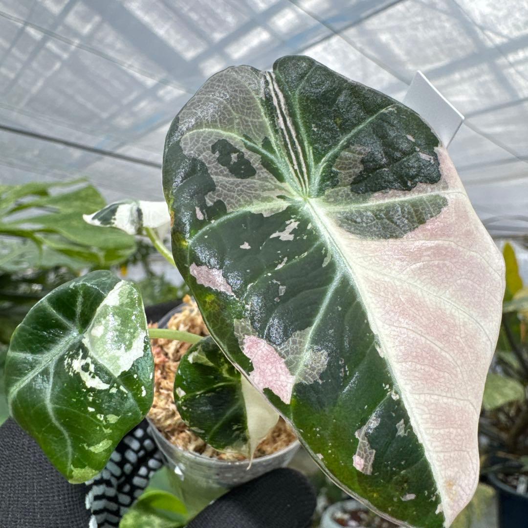 アロカシア ブラックベルベット ピンク 斑入り 2号（2寸ポリポット）【漆黒の葉に映える幻想的なピンク斑】