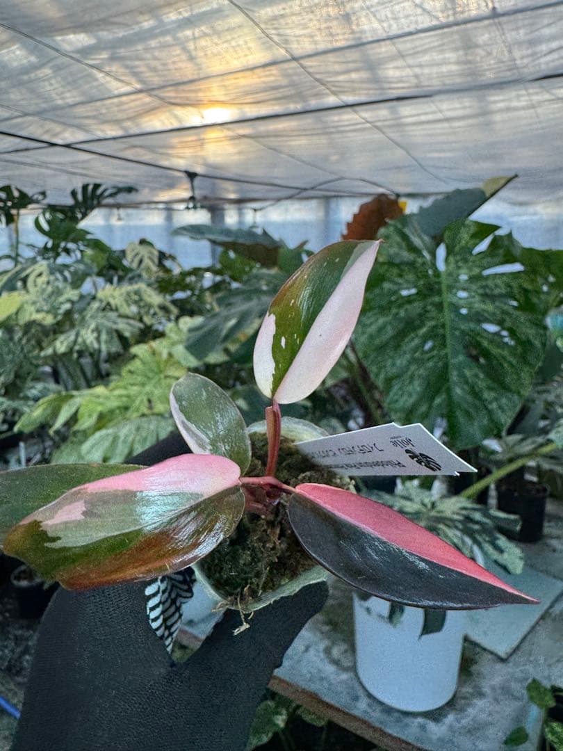 フィロデンドロン　ピンクプリンセス　2寸ポリポット　可愛いサイズ