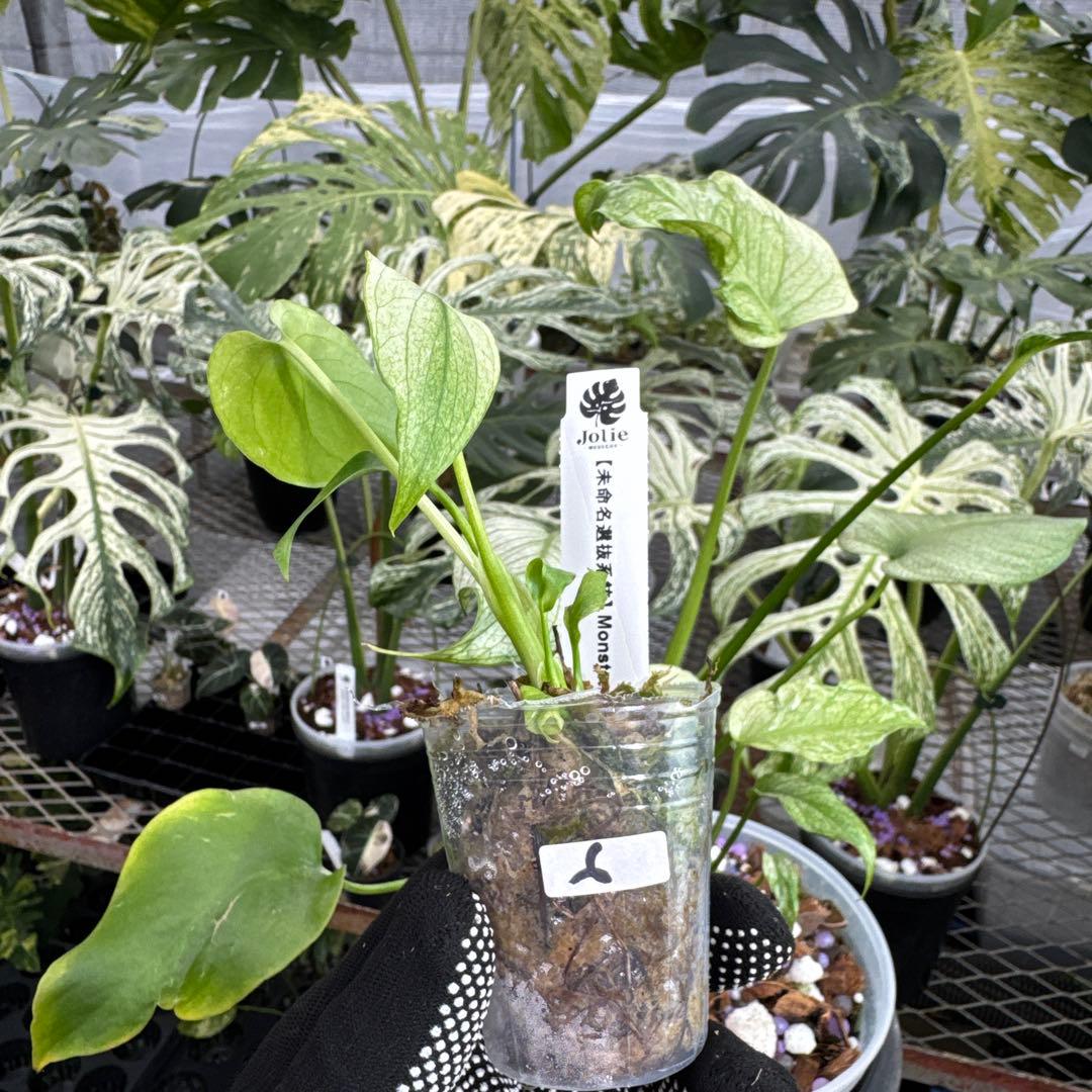 7【未命名選抜系統】Monstera Deliciosa 兄弟株参考あり 未命名選抜系統】Monstera Deliciosa 兄弟株参考あり – JolieNursery