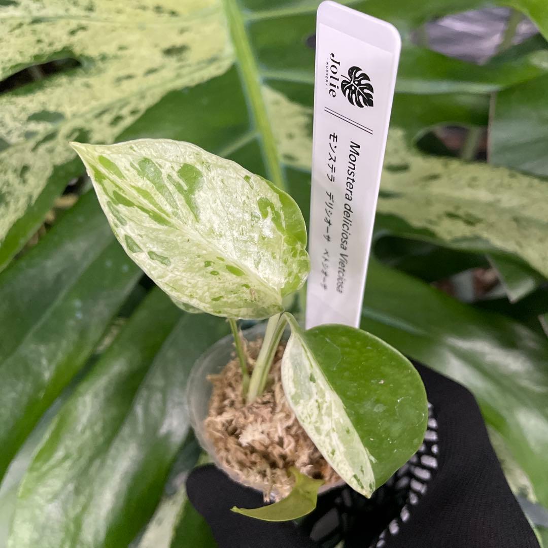 モンステラ デリシオーサ ベトシオーサ – JolieNursery