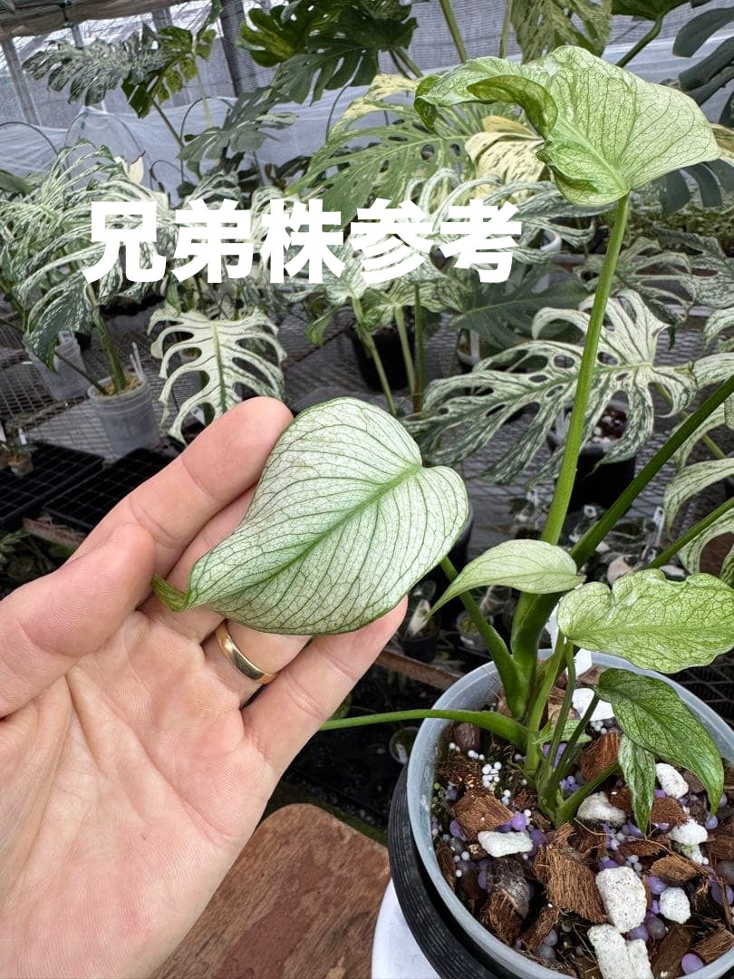 【未命名選抜系統】Monstera Deliciosa 兄弟株参考あり