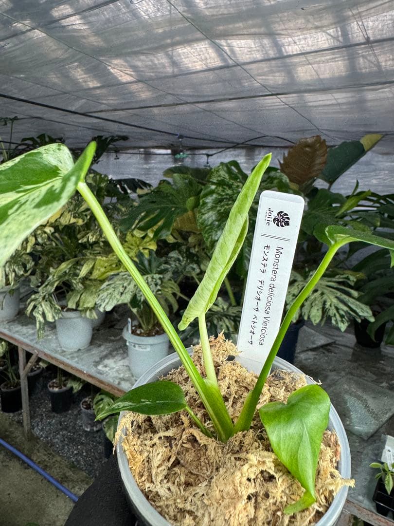 モンステラ　デリシオーサ　ベトシオーサ
