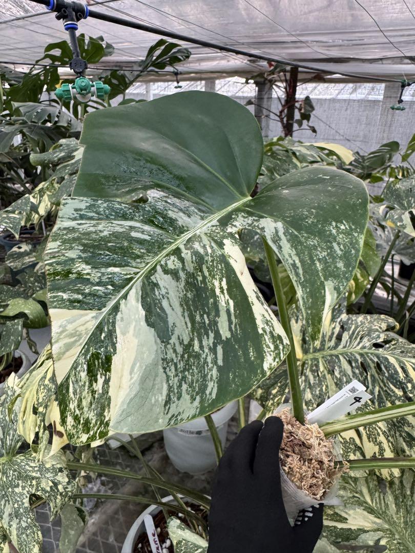 モンステラ ボルギシアナ アルボ 白斑 健康カット苗 – JolieNursery