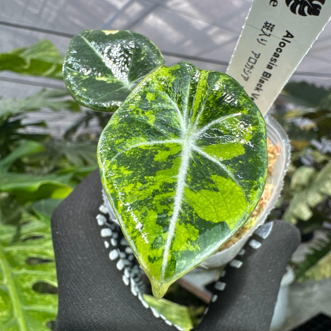 アロカシア ブラックベルベット ゴールド 黄斑入り 2号(2寸ポリポット)【漆黒の葉に映える黄金斑が魅力】