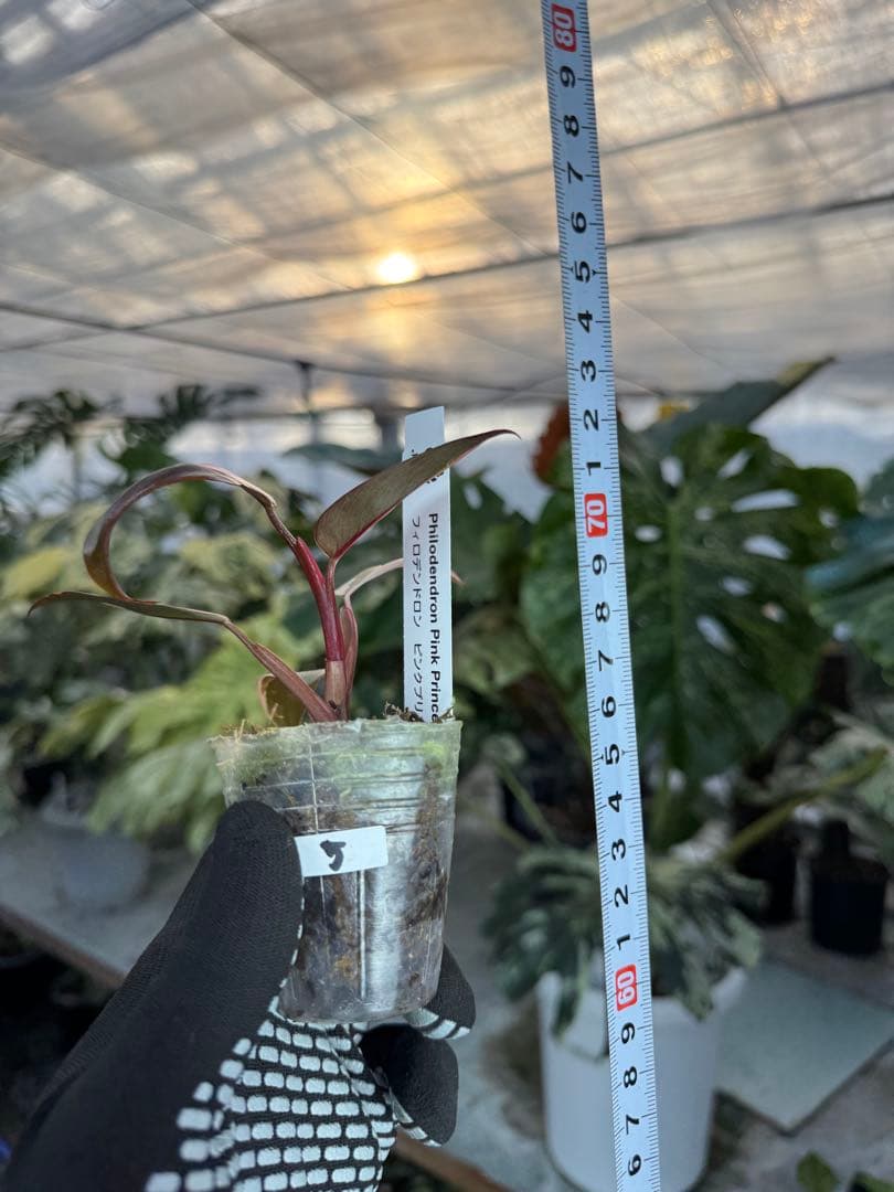 フィロデンドロン　ピンクプリンセス　2寸ポリポット　可愛いサイズ