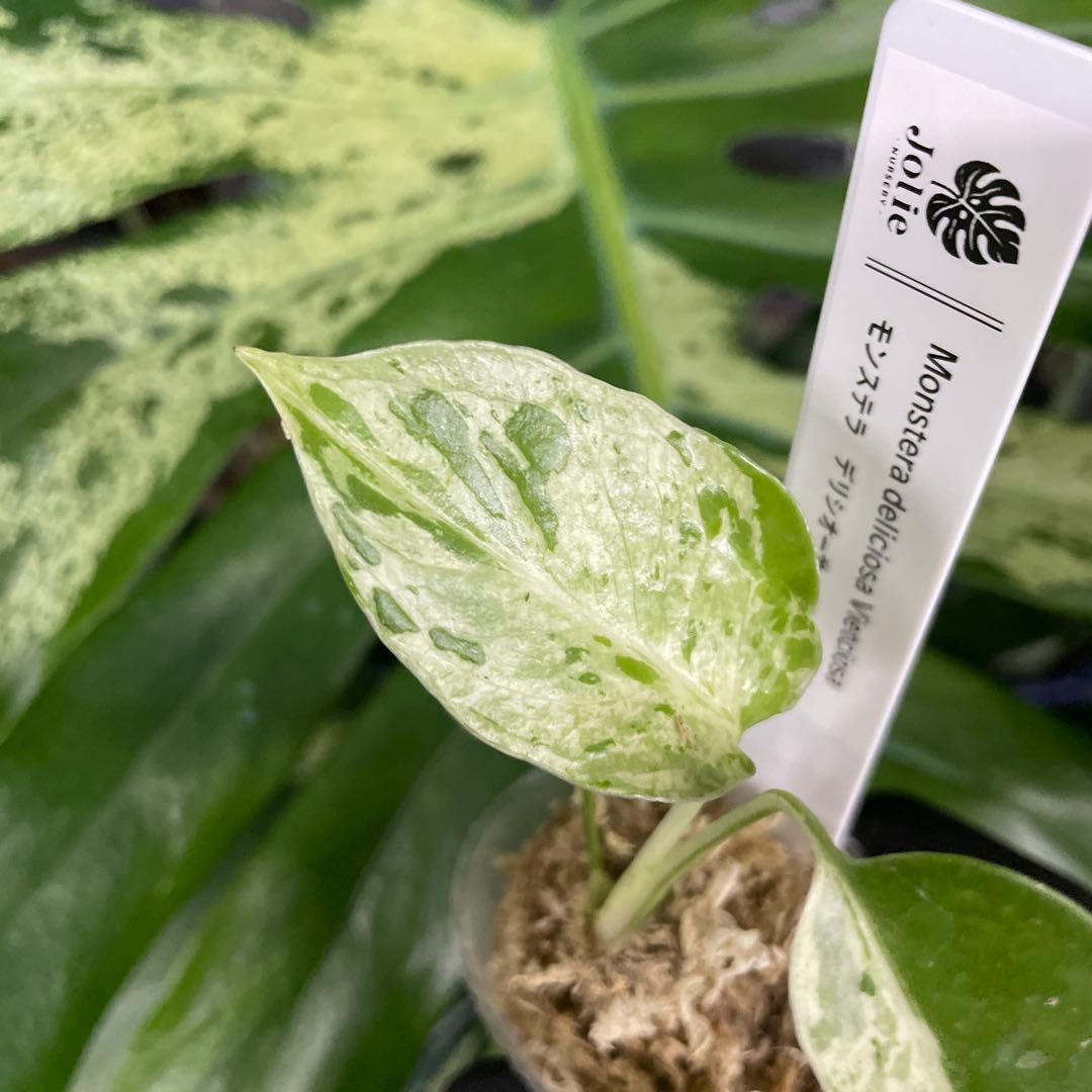 モンステラ　デリシオーサ　ベトシオーサ